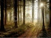 stock-photo-path-leading-through-the-coniferous-forest-in-the-direction-of-the-setting-sun-photo