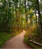 stock-photo-path-through-the-sunny-forest-110664161
