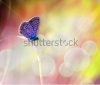 stock-photo-pink-butterfly-macro-photo-127184117