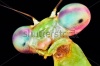 stock-photo-prohierodula-picta-mantis-macro-on-black-background-240571936