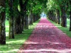 stock-photo-promenade-covered-with-pink-flower-petals-257957021
