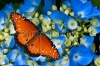 stock-photo-queen-butterfly-danaus-gilippus-on-blue-hydrangea-flowers-124925225