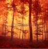stock-photo-red-colored-fantasy-autumn-forest-scene-filter-color-effect-used-222875260