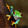 stock-photo-red-eye-frog-agalychnis-callidryas-in-terrarium-125767664