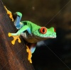 stock-photo-red-eye-tree-frog-agalychnis-callidryas-in-terrarium-117886333