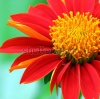 stock-photo-red-flower-186984956