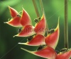 stock-photo-red-heliconia-tropical-flower-macro-hawaii-maui-usa-163055954