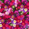 stock-photo-red-pink-and-violet-aster-flowers-background-149647157