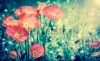 stock-photo-red-poppies-in-sun-beams-on-the-meadow-selective-focus-aged-photo-retro-style-postcard-19572
