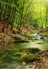 stock-photo-river-deep-in-mountain-forest-nature-composition-65887594