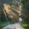stock-photo-road-and-sunbeams-in-strong-fog-in-the-forest-154107356