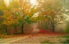 stock-photo-road-in-the-foggy-autumnal-forest-178566065
