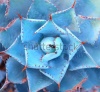 stock-photo-sharp-pointed-agave-plant-leaves-117017602