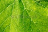 stock-photo-single-grape-leaf-in-the-close-macro-240199312