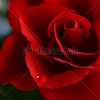 stock-photo-soft-natural-light-falling-onto-a-velvet-blood-red-valentine-rose-with-a-soft-tear-concept-1