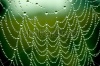 stock-photo-spider-net-with-water-drops-113950018