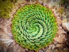 stock-photo-spiral-aloe-aloe-polyphylla-the-national-plant-of-lesotho-176253647