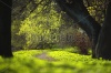 stock-photo--spring-park-nature-background-134780513