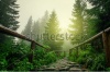 stock-photo-stone-road-in-a-coniferous-forest-in-the-mountains-119727118