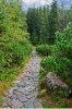 stock-photo-stone-trail-in-a-pine-forest-115010077