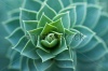 stock-photo-succulent-cactus-plant-in-garden-246003655