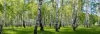 stock-photo-summer-birch-forest-landscape-panorama-78211150