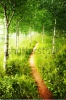 stock-photo-summer-landscape-with-green-grass-road-and-birch-forest-227036038