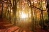 stock-photo-sun-breaking-through-an-autumn-forest-66271288