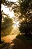 stock-photo-sun-through-trees-with-boy-on-path-116587912