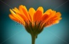 stock-photo-sunny-positive-healing-flower-calendula-on-blue-macro-close-up-blur-186549074