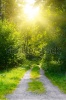 stock-photo-sunrise-in-deep-forest-sunbeams-green-forest-98844989