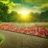 stock-photo-sunset-in-a-beautiful-park-247617748