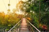 stock-photo-suspension-bridge-in-a-tropical-forest-at-sunset-vietnam-195795698