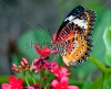 stock-photo-the-butterfly-108284678