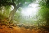 stock-photo-the-magic-forest-in-the-early-morning-69167569
