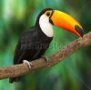 stock-photo-toucan-ramphastos-toco-sitting-on-tree-branch-in-tropical-forest-or-jungle-141263962