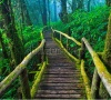 stock-photo-tropical-rain-forest-path-asia-thailand-128152316