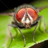 stock-photo-true-macro-fly-portrait-112762471