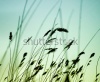 stock-photo-variegated-structures-of-flowering-grass-125135195