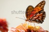 stock-photo-ventral-view-of-agraulis-vanillae-butterfly-against-light-background-64262179