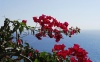 stock-photo-view-to-sea-and-bougainvillea-flowers-49834117