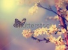 stock-photo-vintage-butterfly-and-cherry-tree-flower-in-spring-133001492