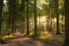 stock-photo-walking-path-in-forest-at-morning-with-beautiful-sunbeams-60442819