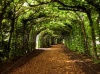 stock-photo-walkway-with-trees-98027561