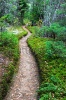 stock-photo-well-worn-path-through-a-mixed-forest-66363082