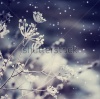 stock-photo-winter-landscape-winter-scene-frozenned-flower-234848845
