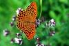 stock-photo-wonderful-world-of-wild-butterfly-macro-139891591