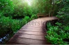 stock-photo-wood-path-over-river-and-through-tropical-forest-66739849