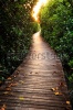 stock-photo-wooden-bridge-in-mangrove-forest-122647384