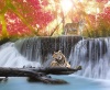 waterfalls_stock-photo-tiger-in-the-jungle-111544037